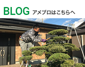 ameba